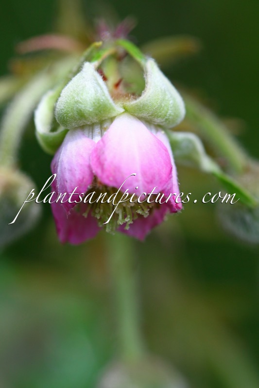 Rubus henryi var. bambusarum