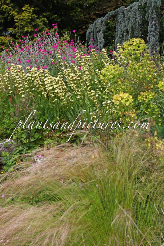 Sisyrinchium striatum (+Lychnis coronaria)