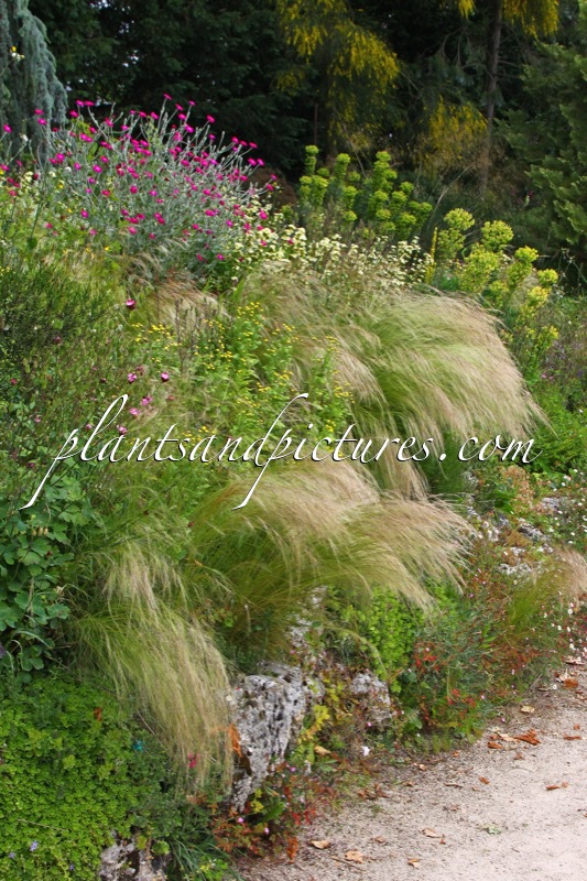 Stipa tenuissima (+Lychnis coronaria)