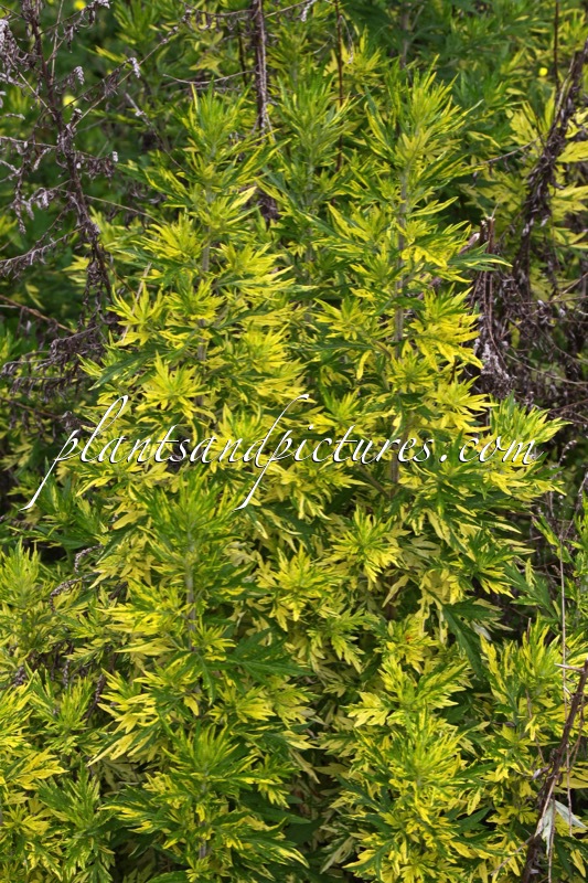 Artemisia vulgaris ‘Janlim’ (ORIENTAL LIMELIGHT)
