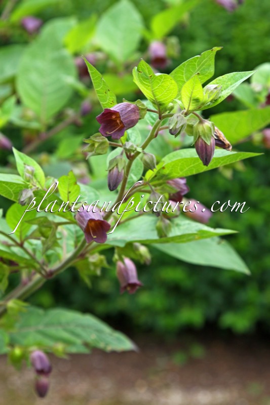 Atropa belladonna