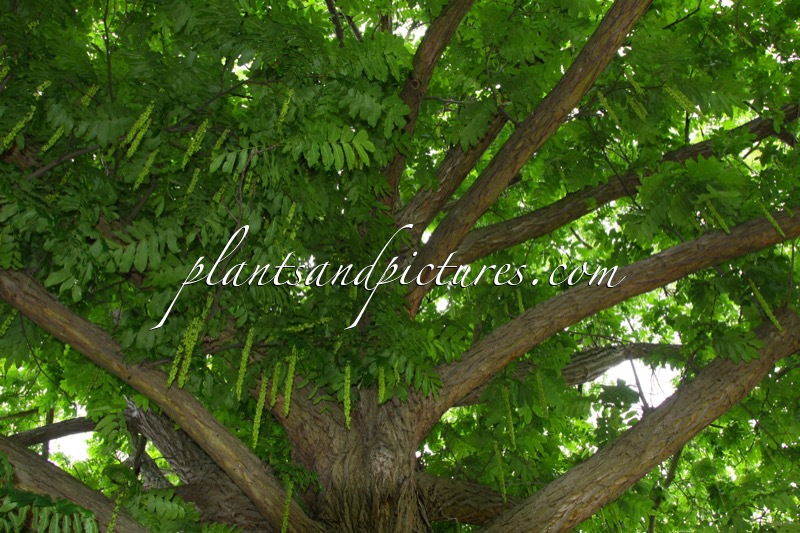 Pterocarya fraxinifolia