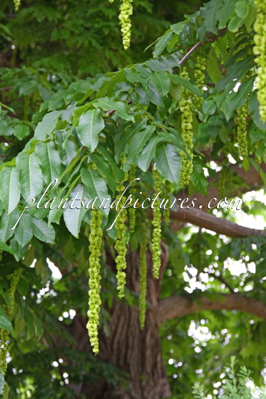Pterocarya fraxinifolia