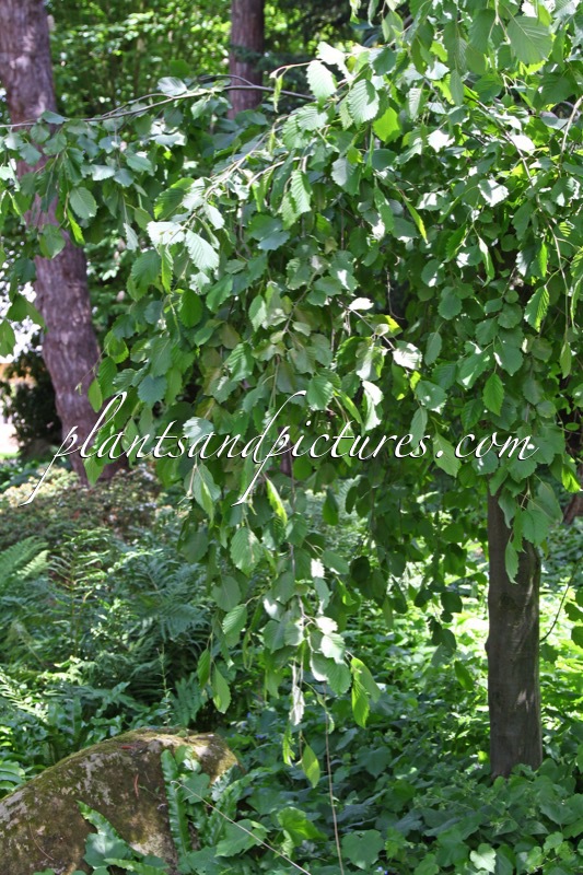 Alnus incana ‘Pendula’