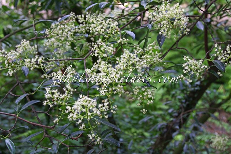 Viburnum henryi