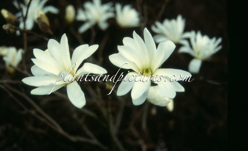 Magnolia stellata ‘Royal Star’