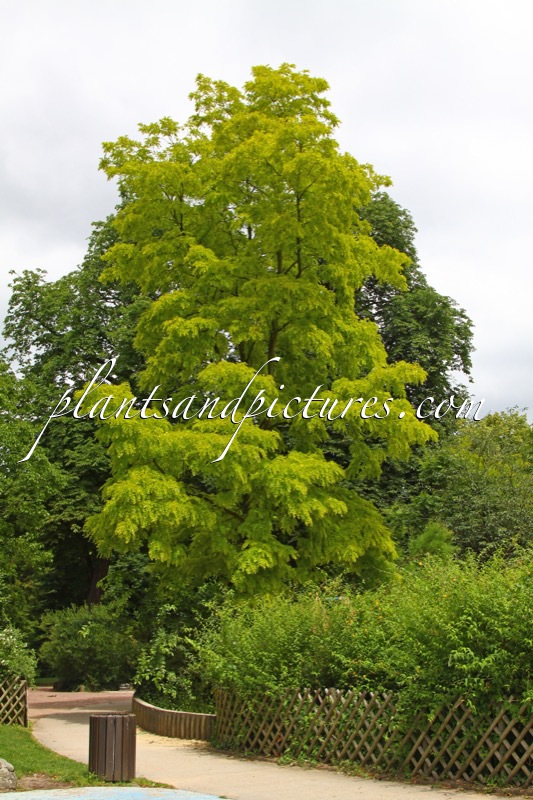 Robinia pseudoacacia ‘Frisia’