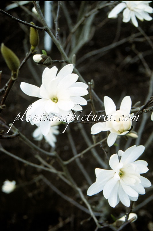 Magnolia kobus ‘Esveld Select’