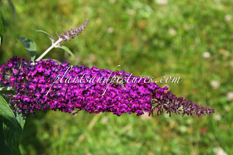 Buddleja davidii ‘Attraction’