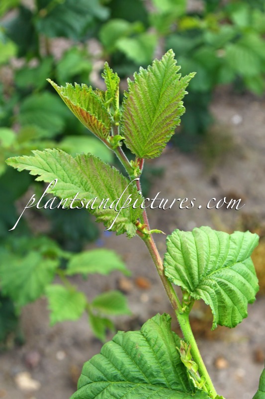Ulmus ‘Nanguen’ (LUTECE)