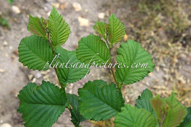 Ulmus ‘Wanoux’ (WADA)