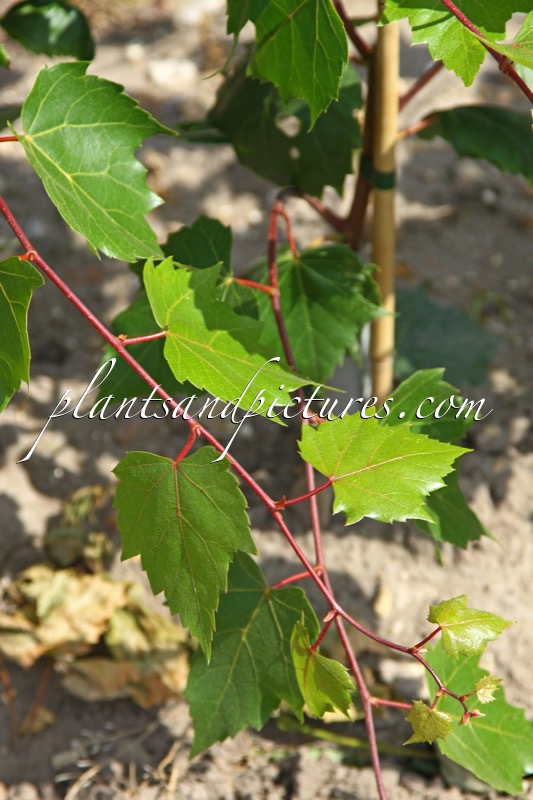 Tilia ‘Harvest Gold’