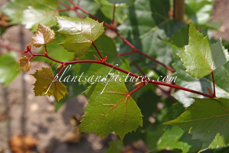 Tilia ‘Harvest Gold’