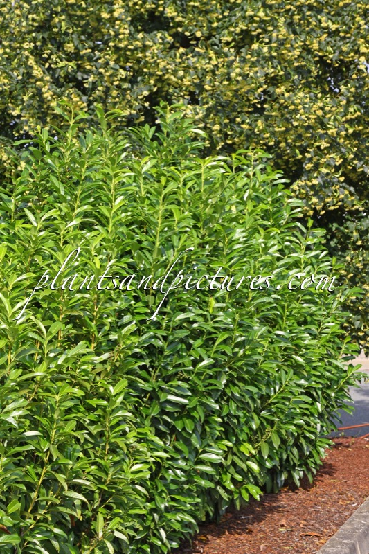 Prunus laurocerasus ‘Mariblon’ (GENOLIA)