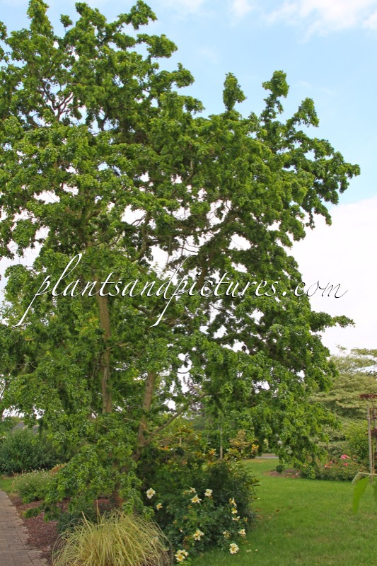 Robinia pseudoacacia ‘Tortuosa’