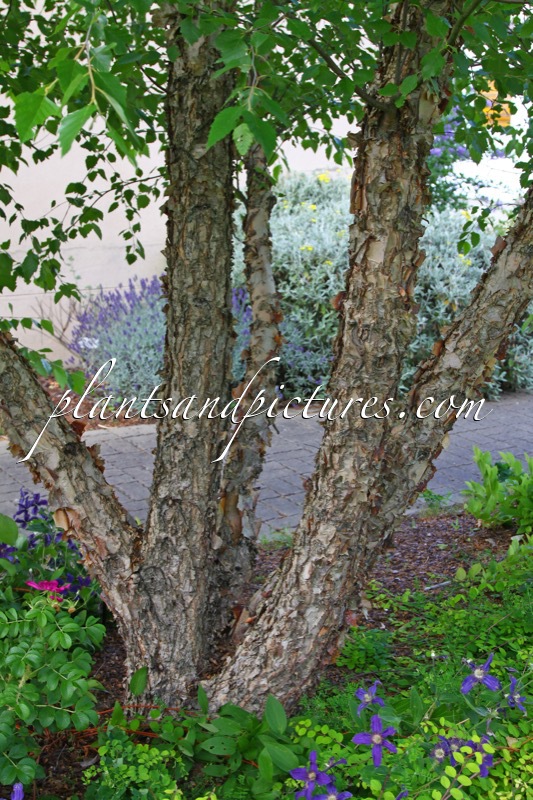 Betula nigra ‘Little King’ (FOX VALLEY)
