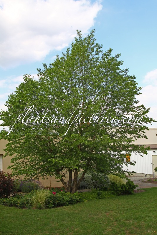 Betula nigra ‘Little King’ (FOX VALLEY)