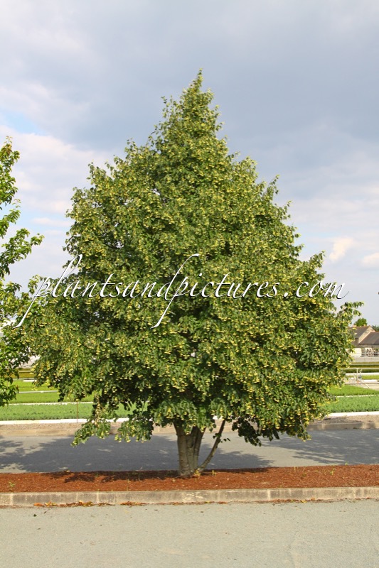 Tilia cordata ‘Corzam’ (CORINTHIAN)
