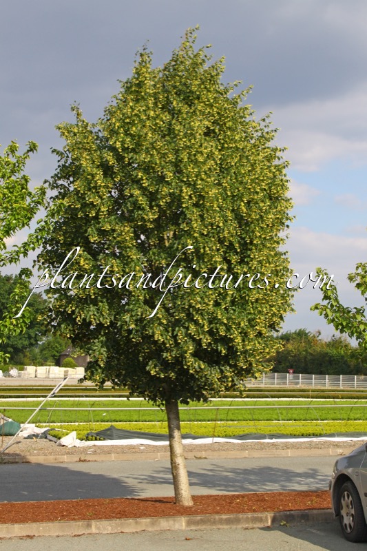 Tilia cordata ‘Corzam’ (CORINTHIAN)