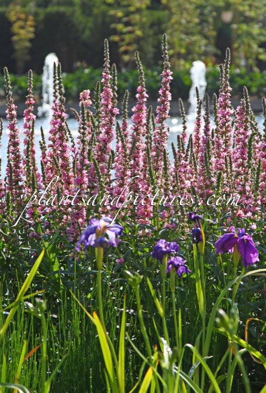 Lythrum salicaria