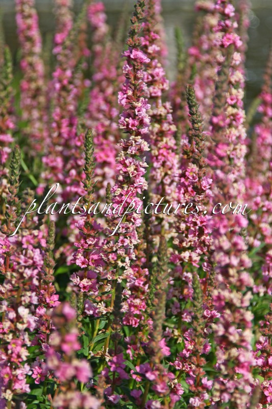 Lythrum salicaria
