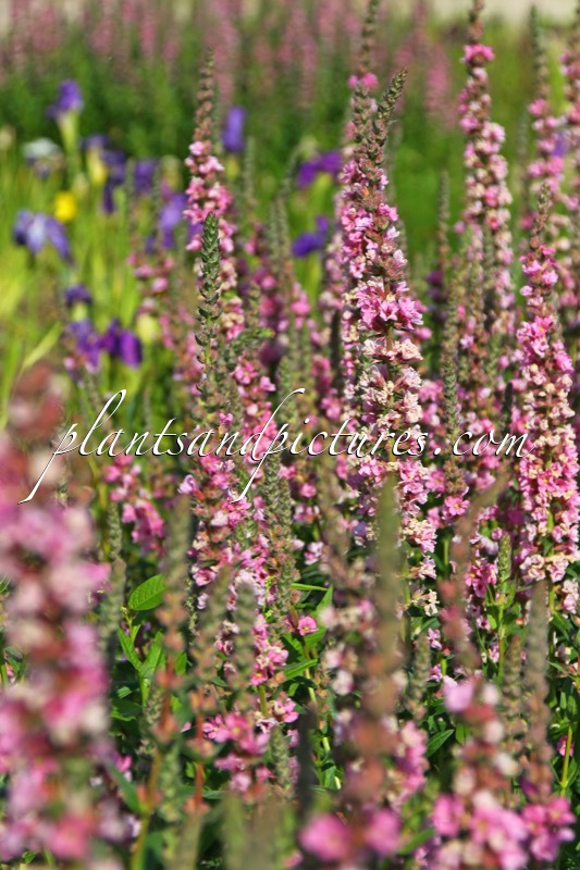 Lythrum salicaria