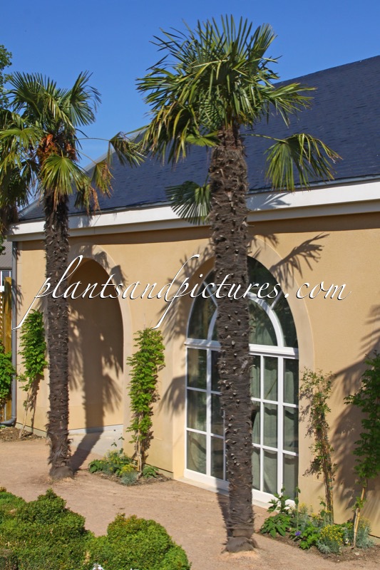 Trachycarpus fortunei