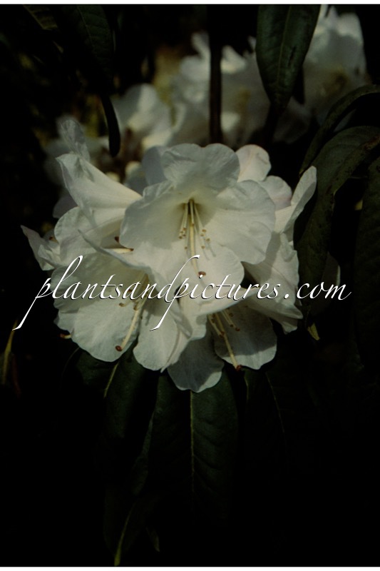 Rhododendron lukiangense