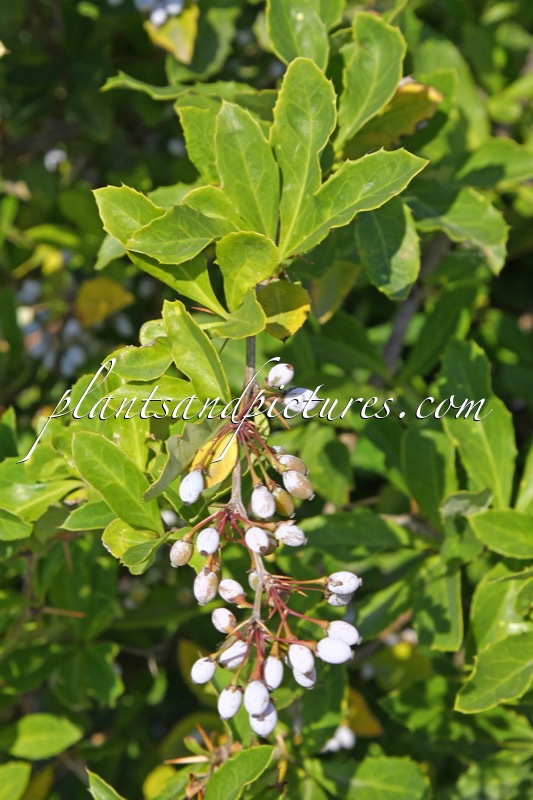 Berberis virgetorum
