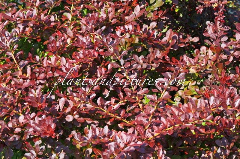 Berberis thunbergii ‘Red Wonder’