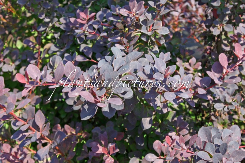 Berberis ottawensis ‘Suzanne’