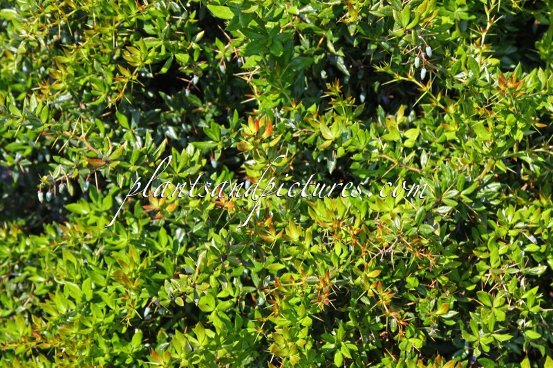 Berberis frikartii ‘Mrs Kennedy’