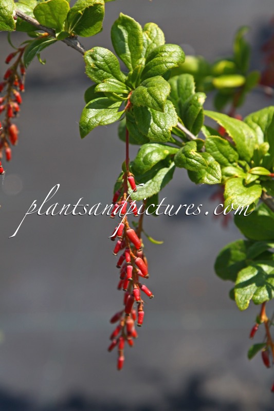 Berberis brachypoda