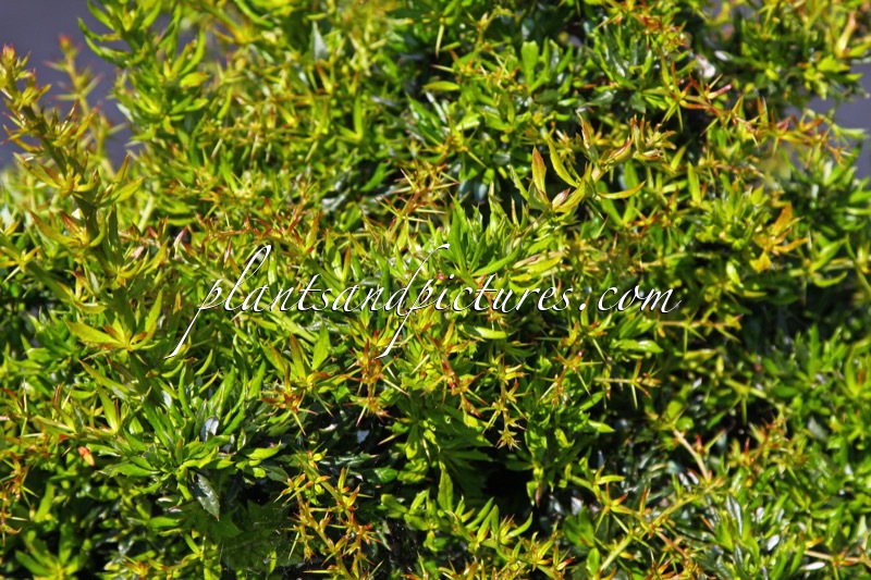 Berberis hybrido-gagnepainii ‘Minikin’
