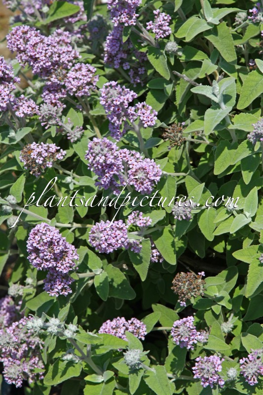 Buddleja crispa ‘Huimoon’ (MOON DANCE)