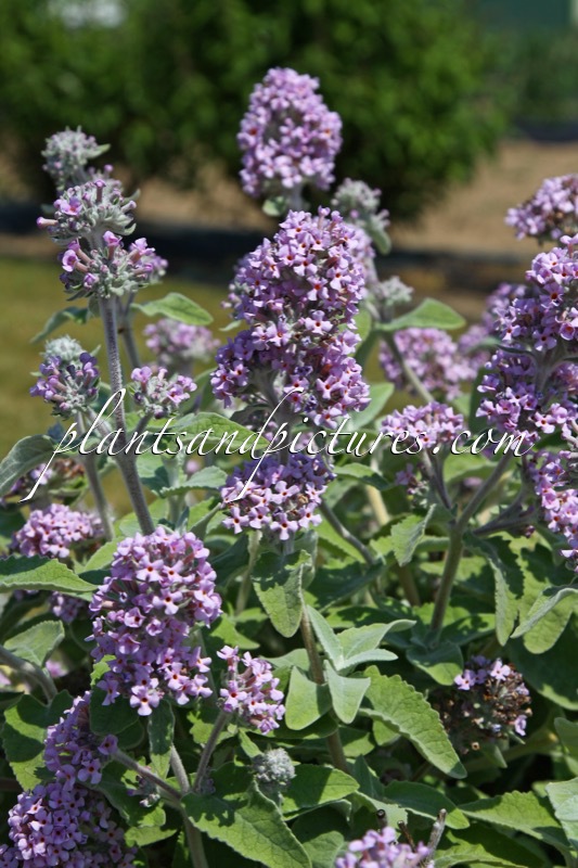 Buddleja crispa ‘Huimoon’ (MOON DANCE)