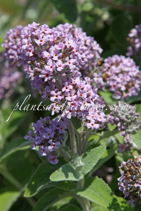 Buddleja crispa ‘Huimoon’ (MOON DANCE)