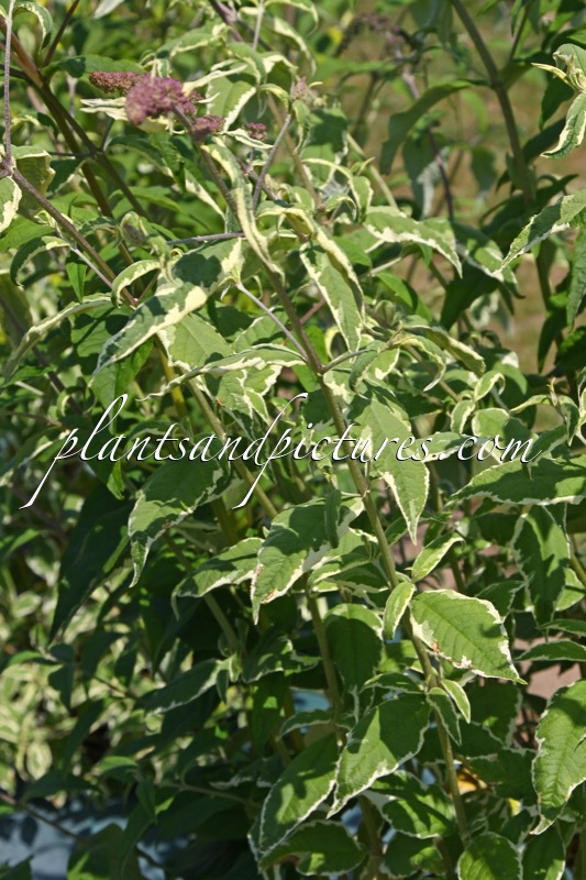 Buddleja davidii ‘Watflor’ (FLORENCE)
