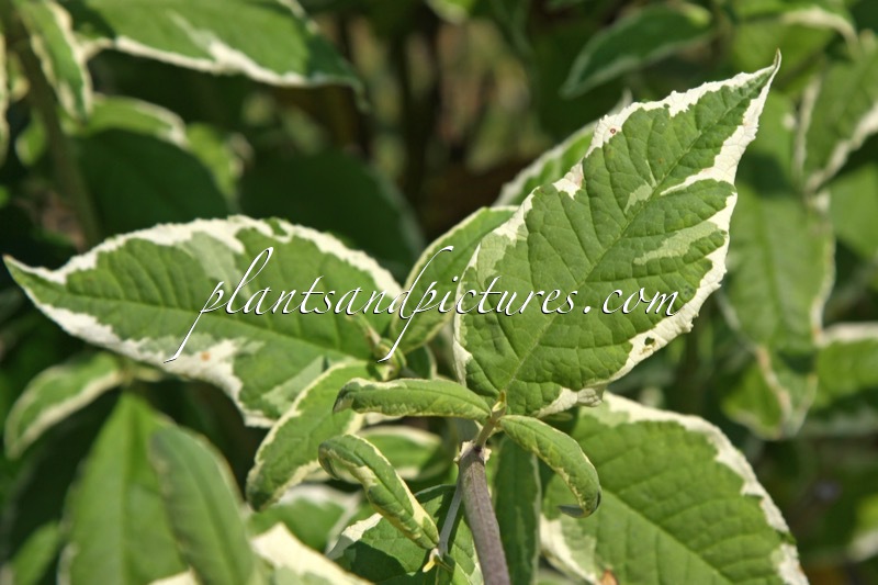 Buddleja davidii ‘Watflor’ (FLORENCE)