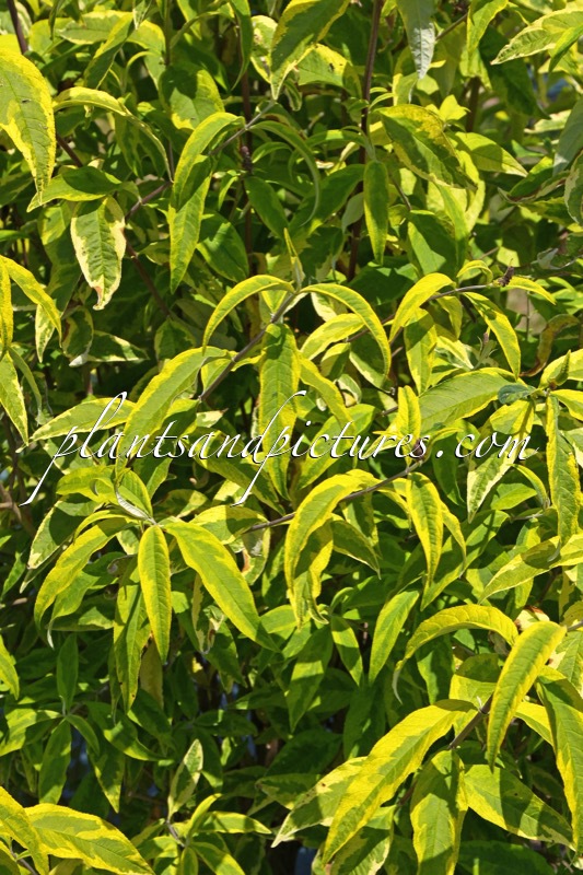 Buddleja davidii ‘Santana’