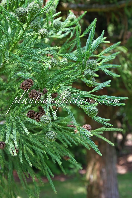 Sequoiadendron giganteum