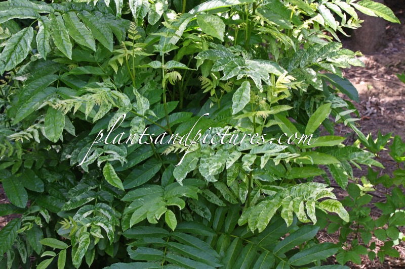 Pterocarya fraxinifolia ‘Dumosa’