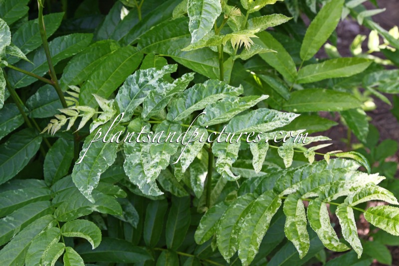 Pterocarya fraxinifolia ‘Dumosa’