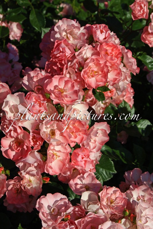 Rosa ‘Jacky’s Favorite’