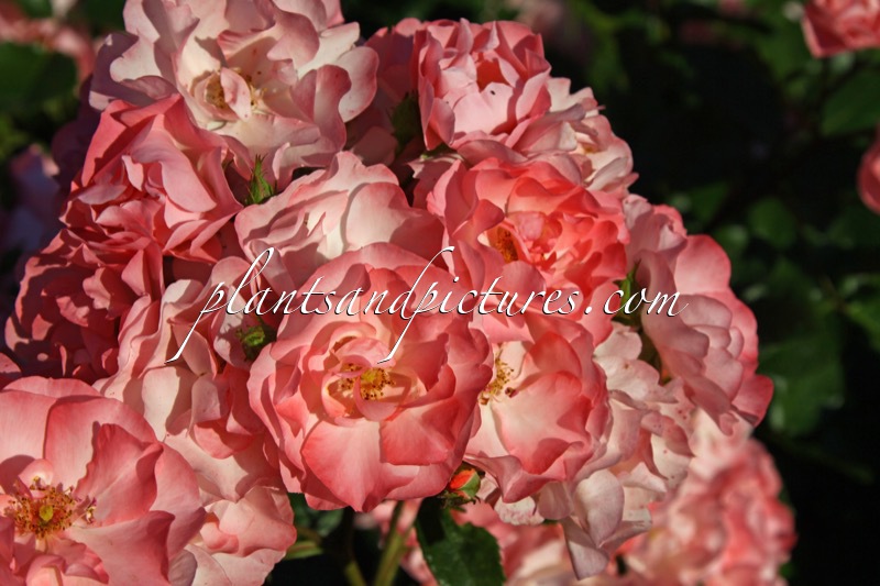 Rosa ‘Jacky’s Favorite’