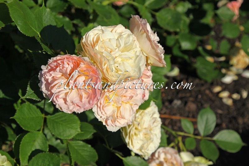 Rosa ‘Tan98130’ (PASTELLA)