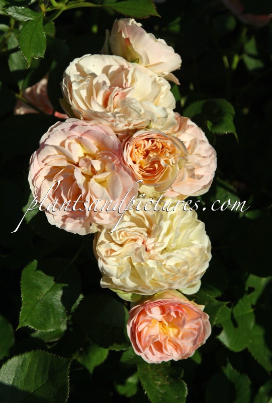 Rosa ‘Tan98130’ (PASTELLA)