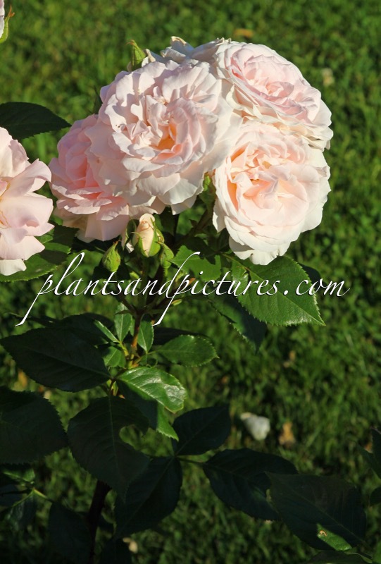 Rosa ‘Peafanfare’ (A WHITER SHADE OF PALE)