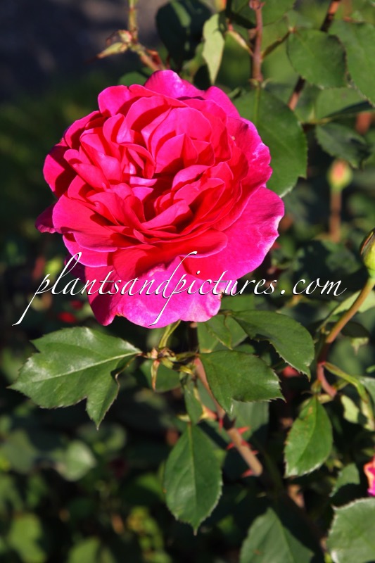 Rosa ‘Somnip’ (BLACKBERRY NIP)