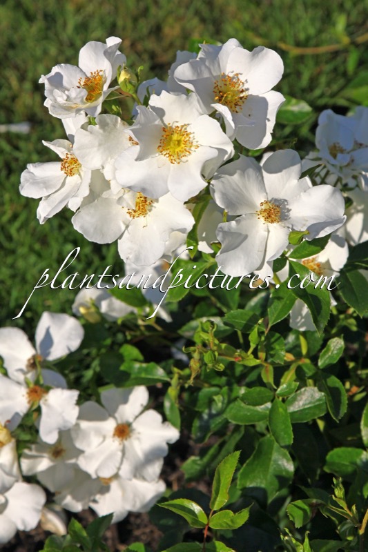 Rosa ‘Dradiwu’ (ANITA PEREIRE)